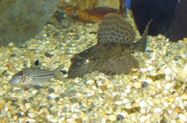 plec.leopard.cory.jpg