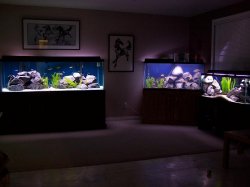 fishroom_2.jpg