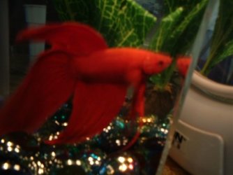 dad__s_betta_pictures_020.jpg