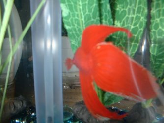 dad__s_betta_pictures_018.jpg