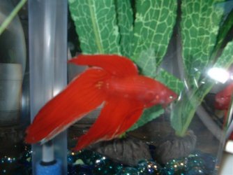 dad__s_betta_pictures_019.jpg