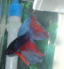 My_male_betta.jpg