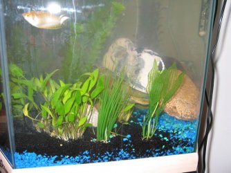 fishtank10.jpg