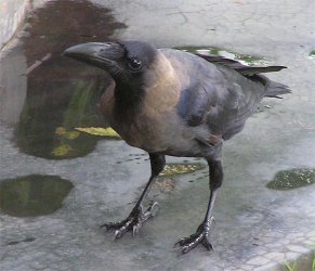 crow.jpg