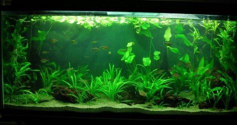 115g reset July 31-11.JPG