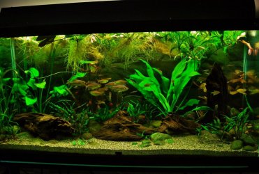 90g Nov 26-15.JPG