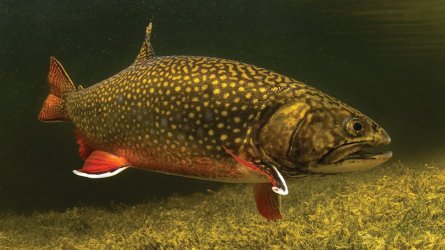 Brook_trout_in_water.jpg