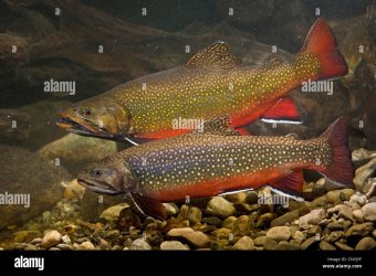 brook-trout-brook-char-brook-charr-salvelinus-fontinalis-couple-in-CNYJYF.jpg