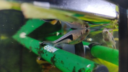 Dying Rasbora.jpg