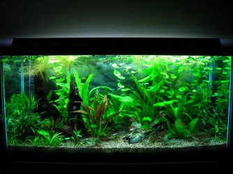 90g Jan 26-09 Fl.JPG