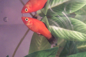 redwagplaty.PNG