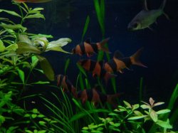 loaches2.JPG