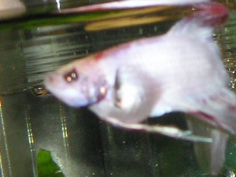 Andwer__s_fish_1_093.jpg