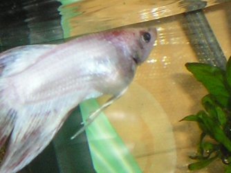 Andwer__s_fish_1_094.jpg