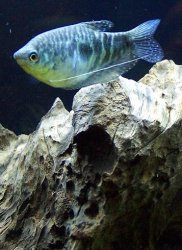 gourami_8_2_04.jpg