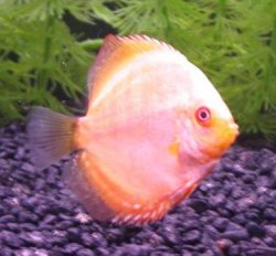 Discus4.jpg