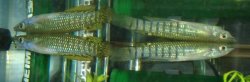 Playfair__s_Panchax_Killifish_Pair.JPG