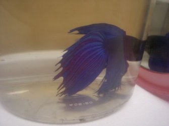 betta.JPG