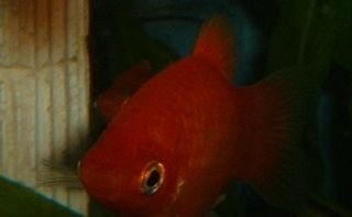 Red_Platy.JPG