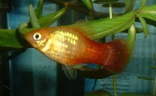 Male_Platy.JPG