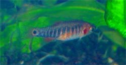 Emerald_Dwarf_Rasbora.jpg