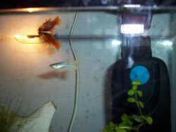 Guppy_26swordtail.jpg