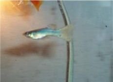 Guppy_26swordtail.jpg