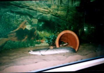 polypterus_enlicheri_with_giraffe_cat.jpg