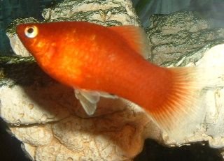 Red_Platy.JPG