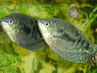 Opaline_Gourami2.jpg