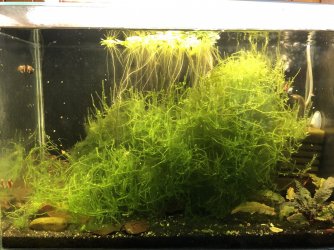 shrimp_tank.jpg