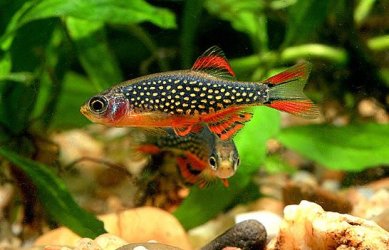 Galaxy-Rasbora.jpg