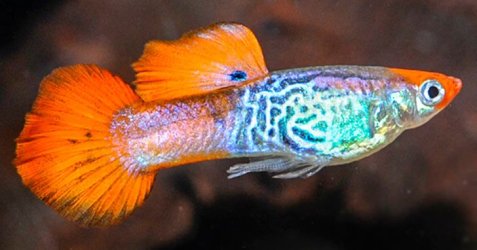 aid_399_Koi_Cobra_Guppy.jpg