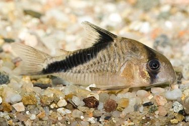 Corydoras melini1.jpg