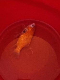 gold fish.jpg