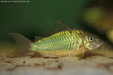 Corydoras [Brochis] splendens2.jpg