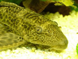 pleco_close_S.jpg