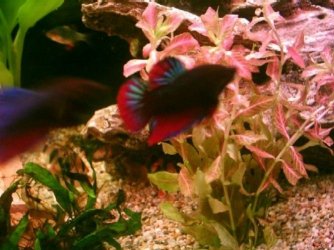 Flaring_Betta.jpg