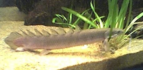 senegal_bichir3.jpg