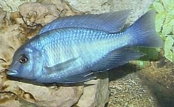 Juvenile_Male_Malawi_Dolphin.jpg