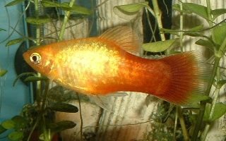 Sunburst_Platy.JPG