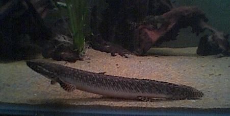 ornate_bichir_015.jpg