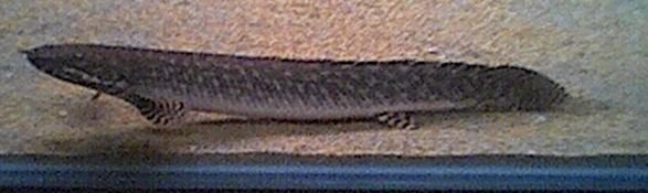 ornate_bichir_006.jpg