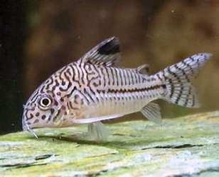 Corydoras trilineatus1.jpg