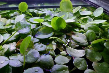 Frogbit in main tank.jpg