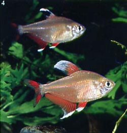 Hyphessobrycon rosaceus.jpg