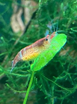 Berried Shrimp.jpg