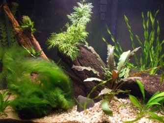 29-gallon J. Floridae species tank. - Copy.JPG