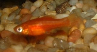 Red_Swordtail_Fry.JPG