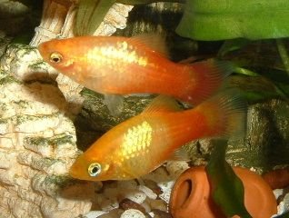 Platy_Pair.JPG